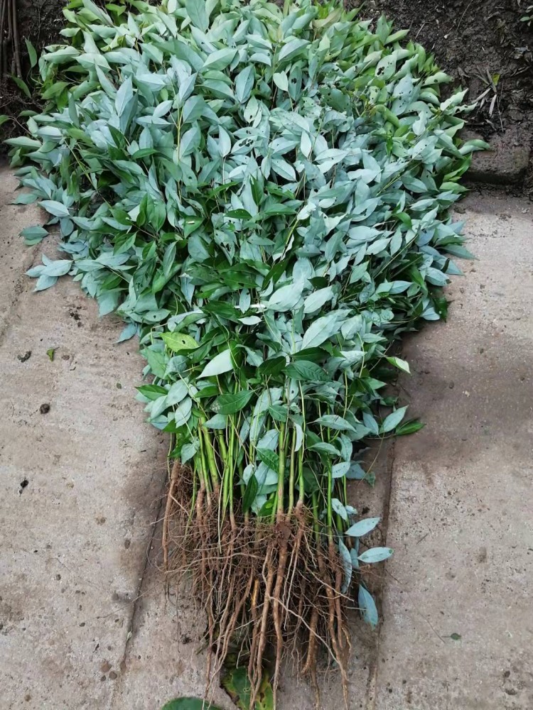 香樟树苗四季常青小叶香樟树庭院植物大型工程绿化苗木香樟苗粗1公分5