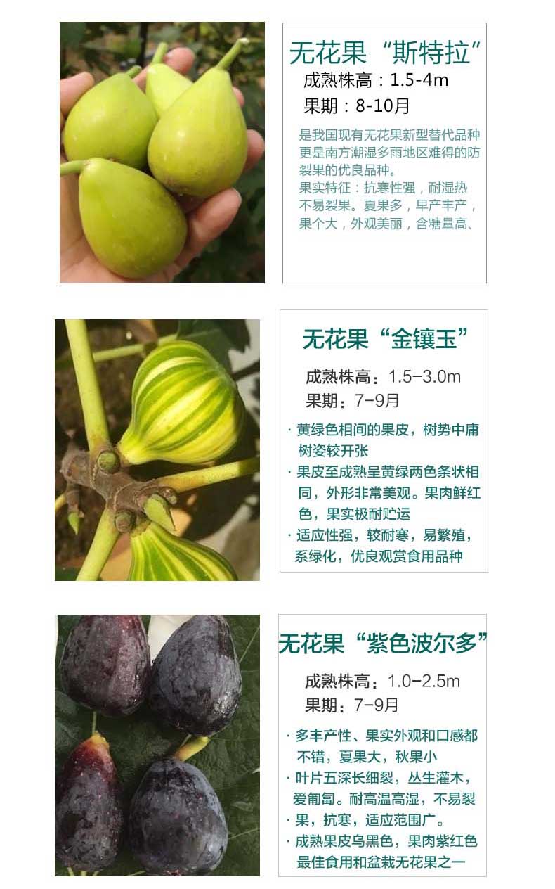 耐寒带土无花果树苗盆栽当年结果阳台果树苗北方地栽庭院无花果苗