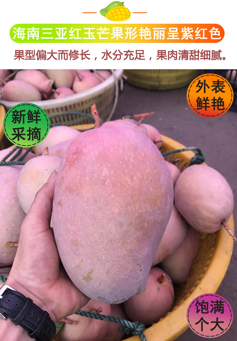 海南红玉芒果 大玉文芒果应季新鲜水果现摘热带应季 8斤(约5~8个)顺丰