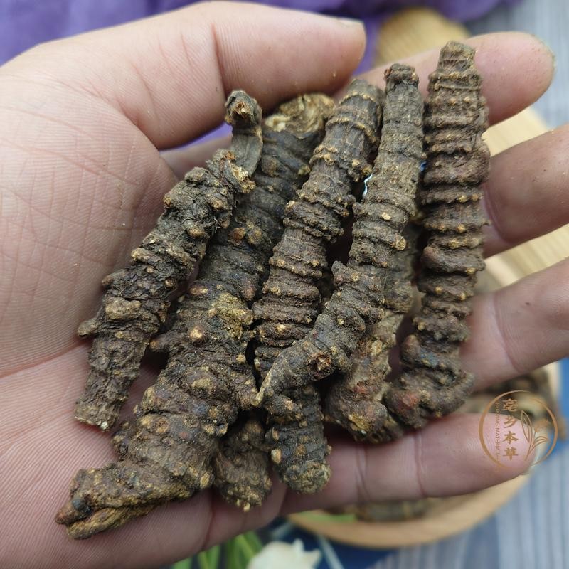 北京同仁堂高原羌族野生蚕羌活250g正宗四川阿坝高原蚕羌活天然新货蚕