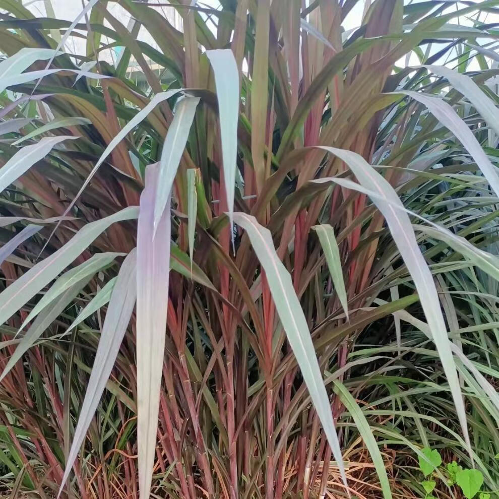 紫象草高产牧草四季多年生牧草种节物资牧草种自产销高产南北多年生