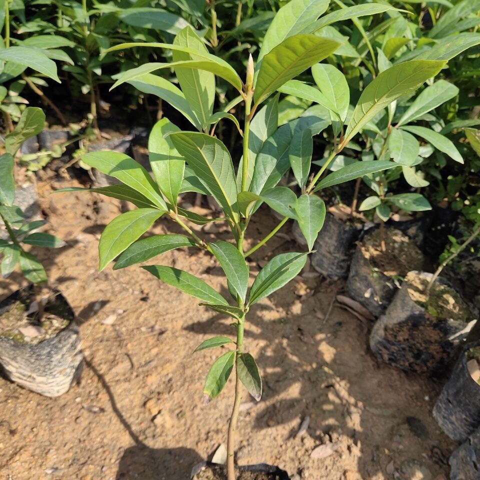 正宗金丝楠木苗小叶桢楠树苗名贵庭院门前树苗珍贵地栽批楠木苗发 110