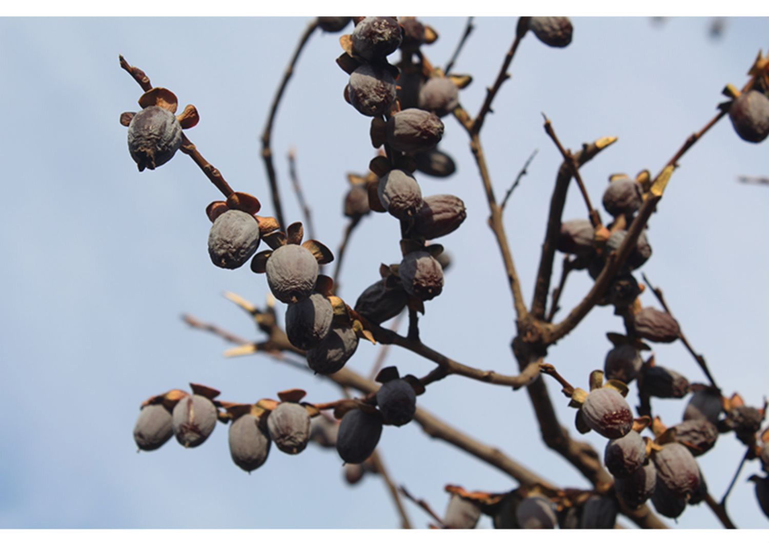 河北涉县软枣无核黑枣特级大乌枣君迁子特产新小柿子免洗黑枣无核 5斤