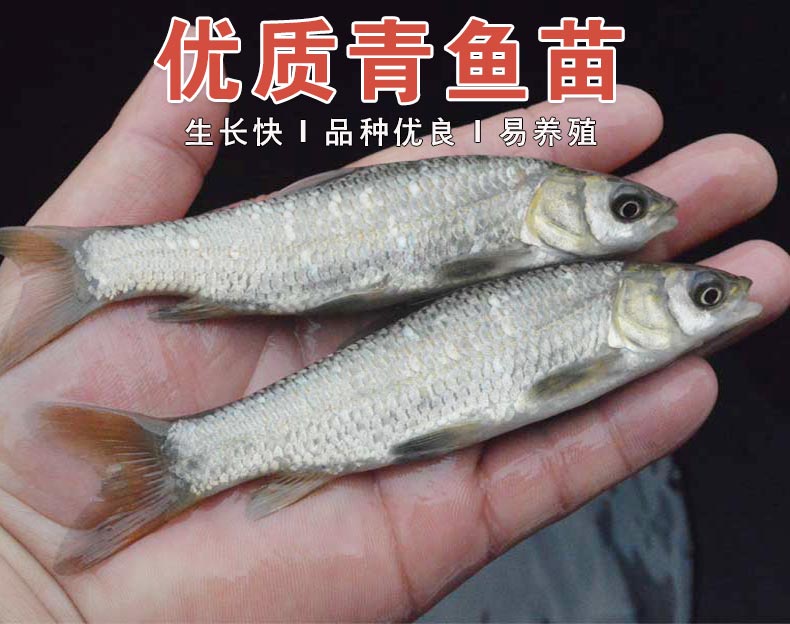 秋颖青鱼鱼苗淡水养殖食用黑鲩鱼灰草鱼乌青活物冷水观赏鱼螺蛳青鱼苗