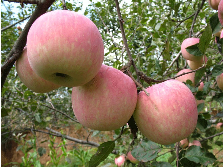 嫁接苹果树苗红肉红富士 矮化苗 南方北方种植庭院果树苗当年结果