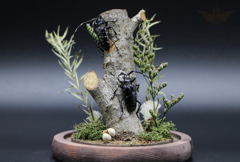 甲虫生态微景观玻璃罩摆件收藏品礼物 肥凹犀金龟一对(现货)【图片