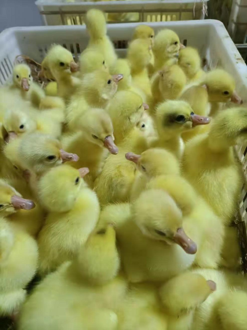 狮头鹅苗纯种 特大纯种巨型狮头鹅合浦幼鹅小鹅汕头批发白鹅灰狮子鹅