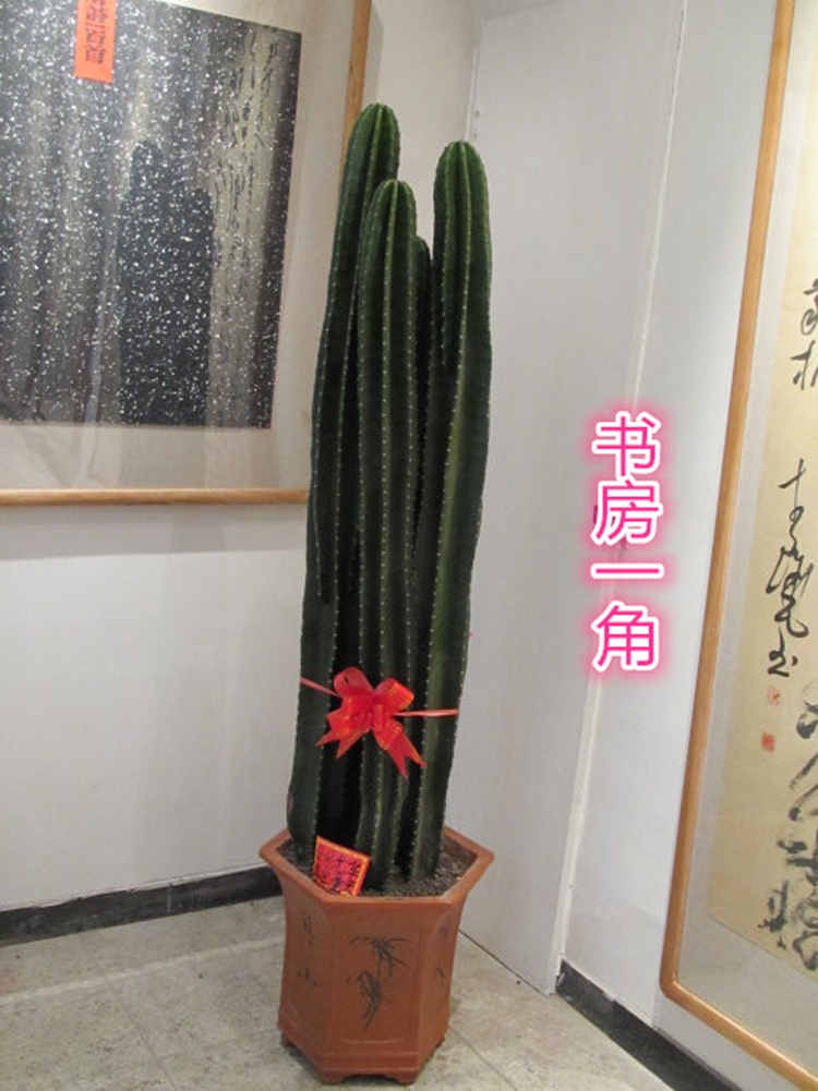 御卉阁 仙人柱量天尺 仙人掌盆栽花卉龙骨盆栽植物 擎天柱 仙人尺盆栽