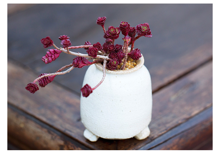 雪沫 小球玫瑰老桩群生多肉植物室内萌肉肉四季绿植盆栽农资 小球玫瑰
