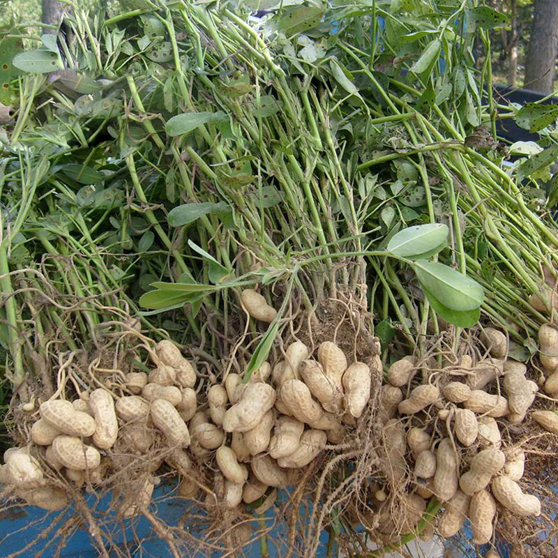 花生高产鲁花11号丰花海花1号大小白沙花生种子带壳可生芽苗 花生种子