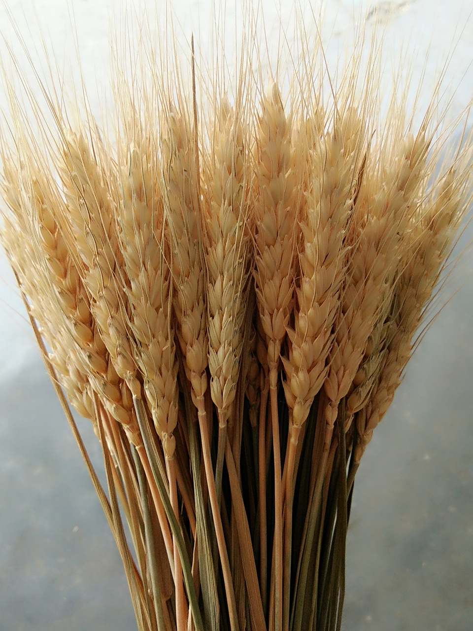 灿若 天然麦穗干花小麦麦子花束开业大麦客厅田园装饰拍摄道具插花