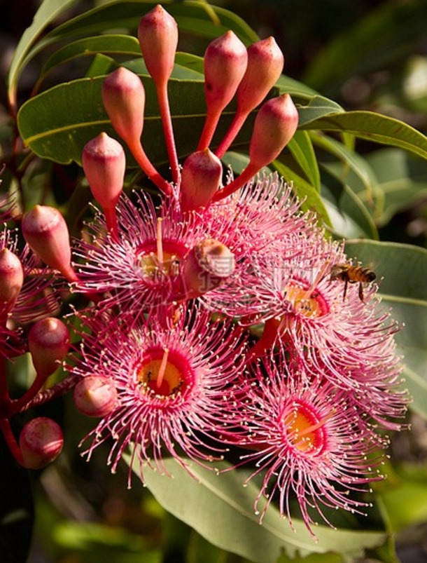 赫本黛拉 澳洲赤桉蜂蜜500克