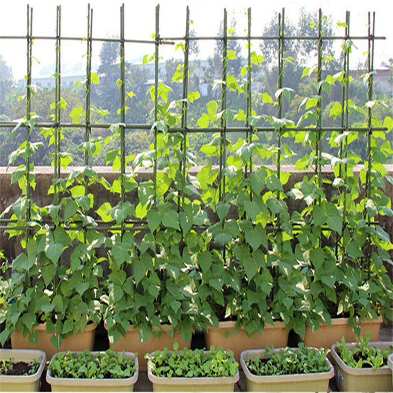 唐坊园艺园艺支柱菜园爬藤架子网架葡萄豆角架黄瓜架子支架绿植棚架杆