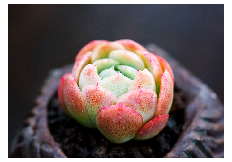 双子贝瑞多肉植物奶油贝瑞进口贵货萌肉肉四季盆栽花陌派云南多肉 单