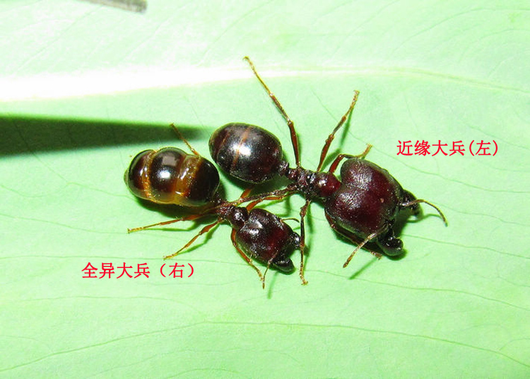 宠物蚂蚁pheidologeton diversus 全异巨首蚁 蚁后群 蚂蚁工坊科普 1