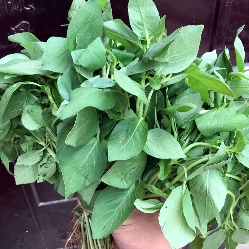 恬女神新鲜荆芥菜大叶荆茎芥菜调味蔬菜2斤