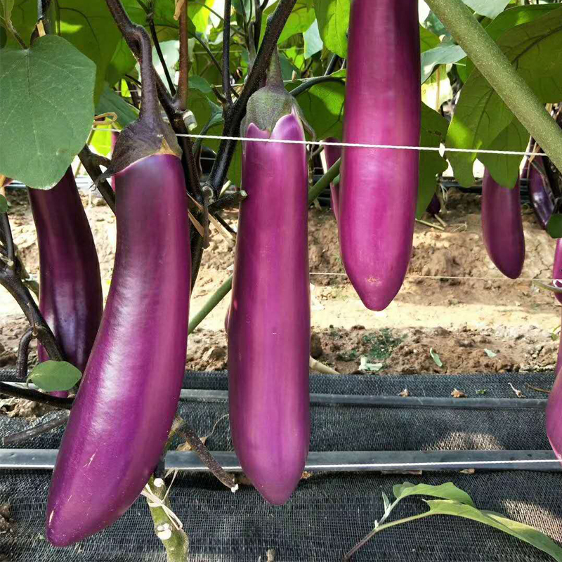 美农汇 紫长茄子种子紫玉 天瑞红线紫红色 紫色蔬菜种子基地用黑把长