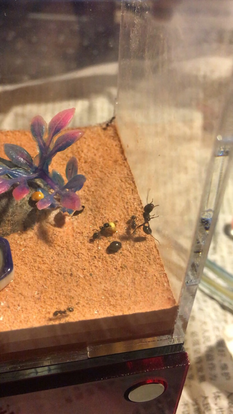 蚂蚁工坊蚂蚁巢穴别墅气泡混凝土蚂蚁巢两居室二代14*