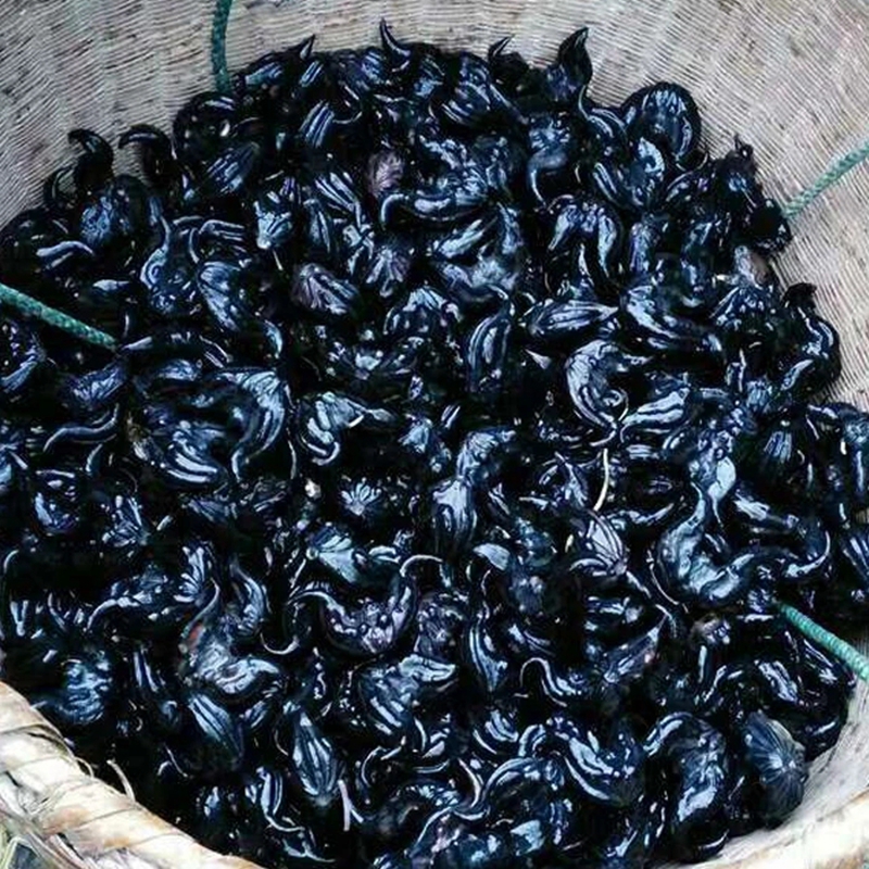 新鲜菱角 新鲜老菱角 青菱 角粉 凌角 棱角 糯黑菱角 新鲜蔬菜 2.