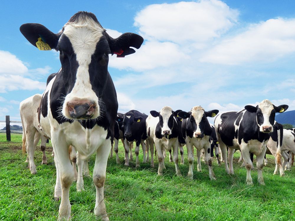 河南·郑州自有工厂加工生产,食品安全可靠   严格选用澳洲谷饲