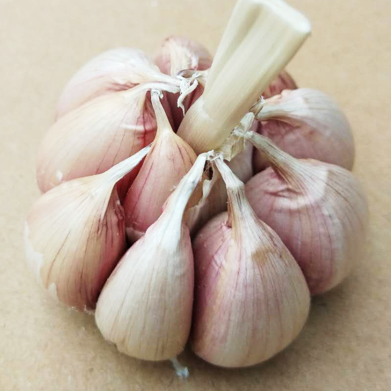 【坏果包赔】手工精选2021大蒜瓣山东特产紫皮大蒜农家自种新鲜蔬菜 