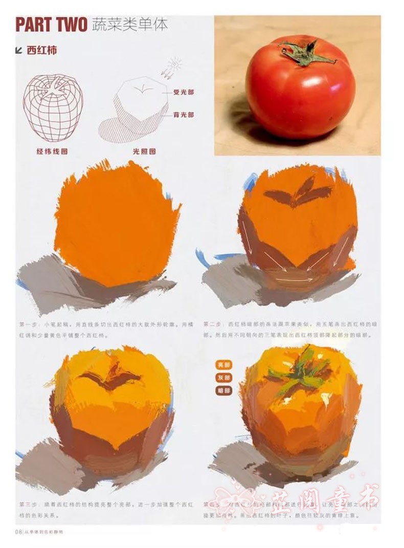 敲门砖绘画入门正规教程从单体到色彩静物水粉画零基础入门名师教你画