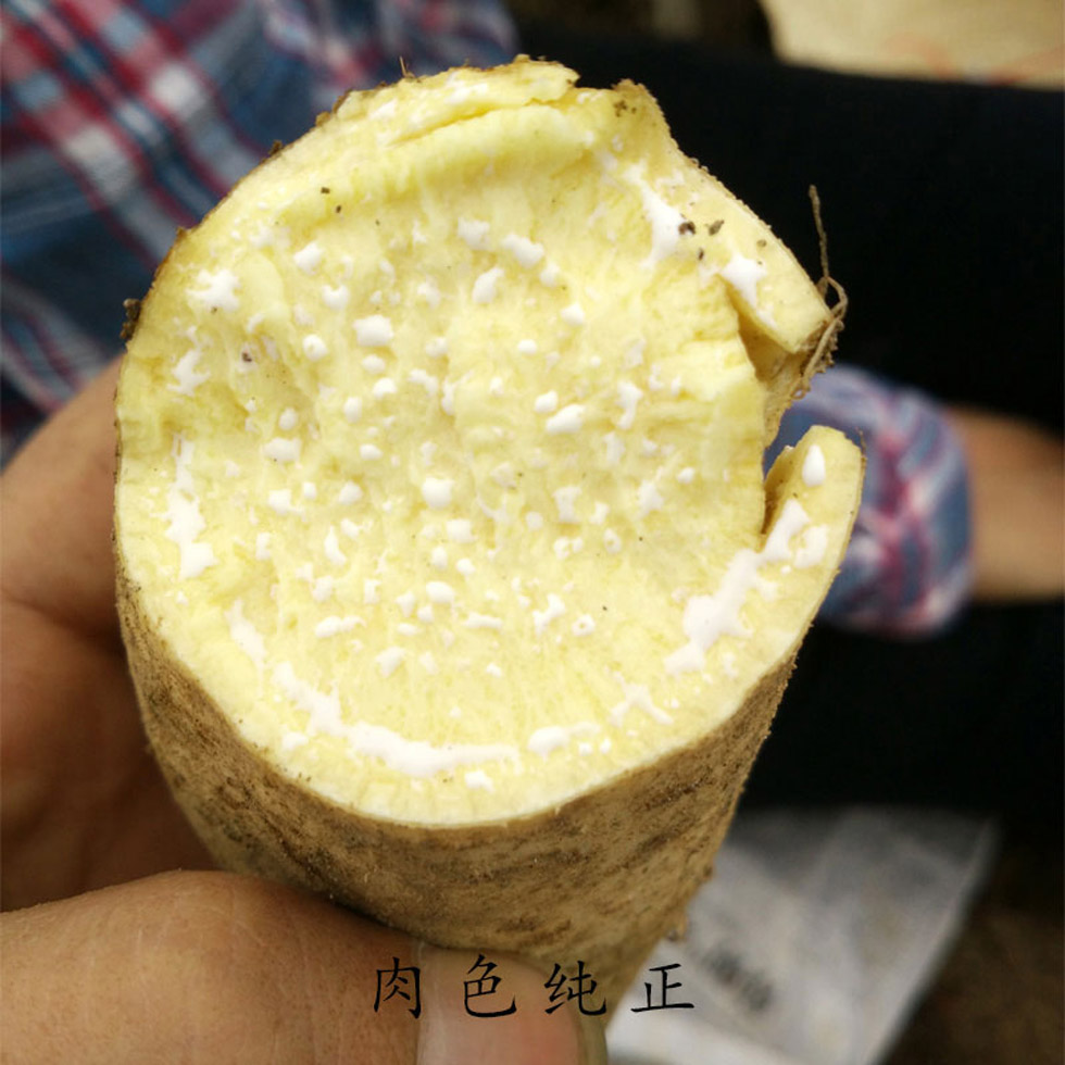 源外园潮汕新鲜白薯 白皮黄心红薯 鸡蛋黄板栗番薯 2.