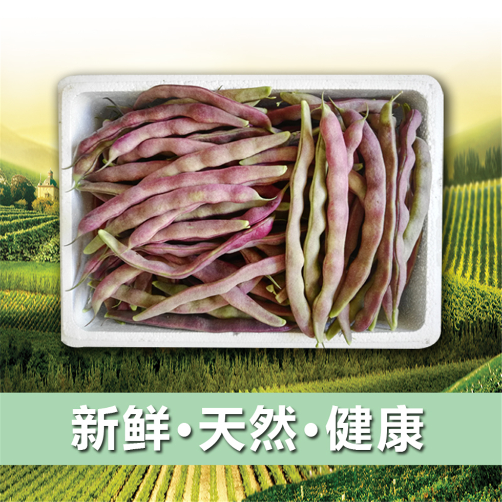 东北紫豆角 新鲜大紫袍芸豆 农家蔬菜油豆角 5斤 顺丰