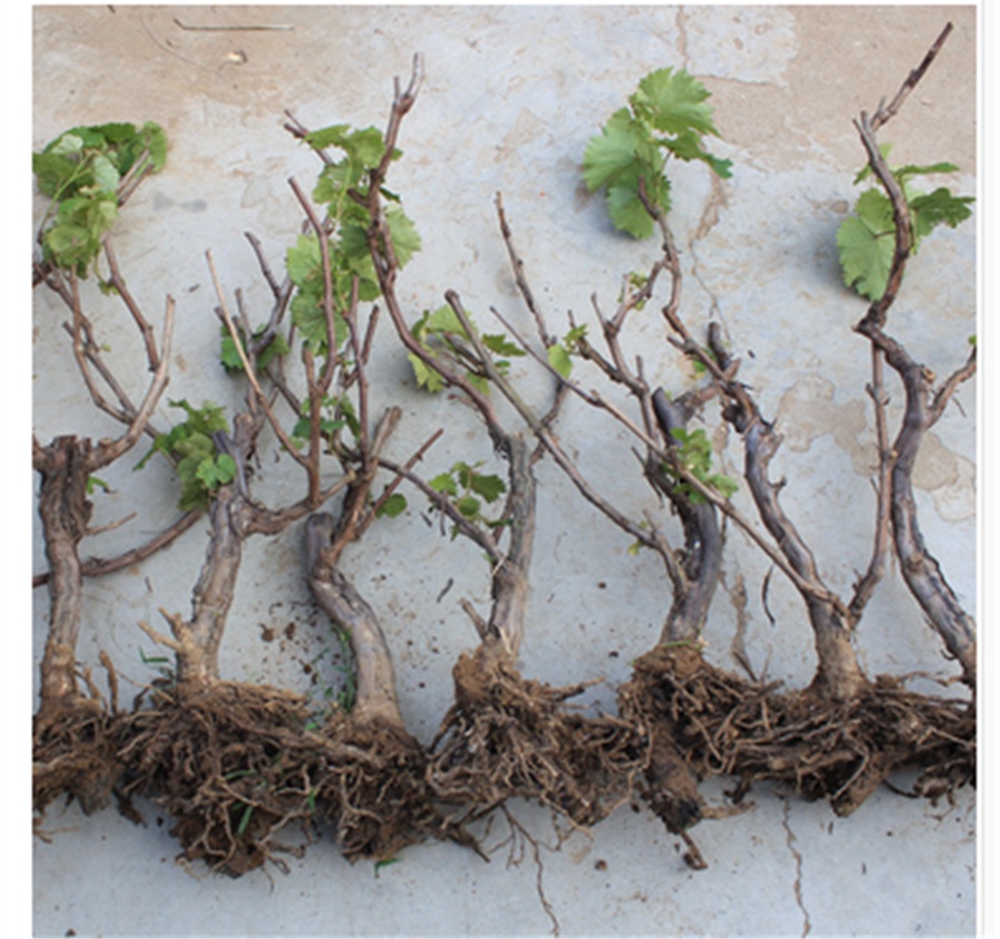 故园人 园林 葡萄苗树葡萄苗盆栽葡萄苗木嫁接葡萄树苗庭院爬藤果树苗