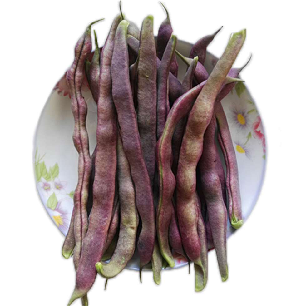 东北紫豆角 新鲜大紫袍芸豆 农家蔬菜油豆角 5斤 顺丰