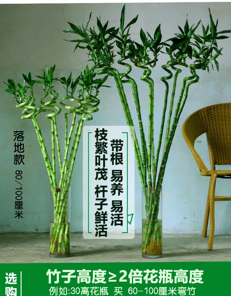 带根水养富贵竹螺旋弯竹多头龙竹开运竹直竹水竹客厅书房办公室桌面接待前台含盆绿植竹子盆栽水培植物花卉 转运竹弯竹-60厘米-9支 不含瓶【图片 ...