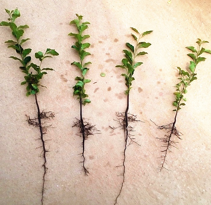 金弹子小苗四川小叶不脱叶金蛋子苗盆景小树苗瓶兰花金弹子 20-30厘米