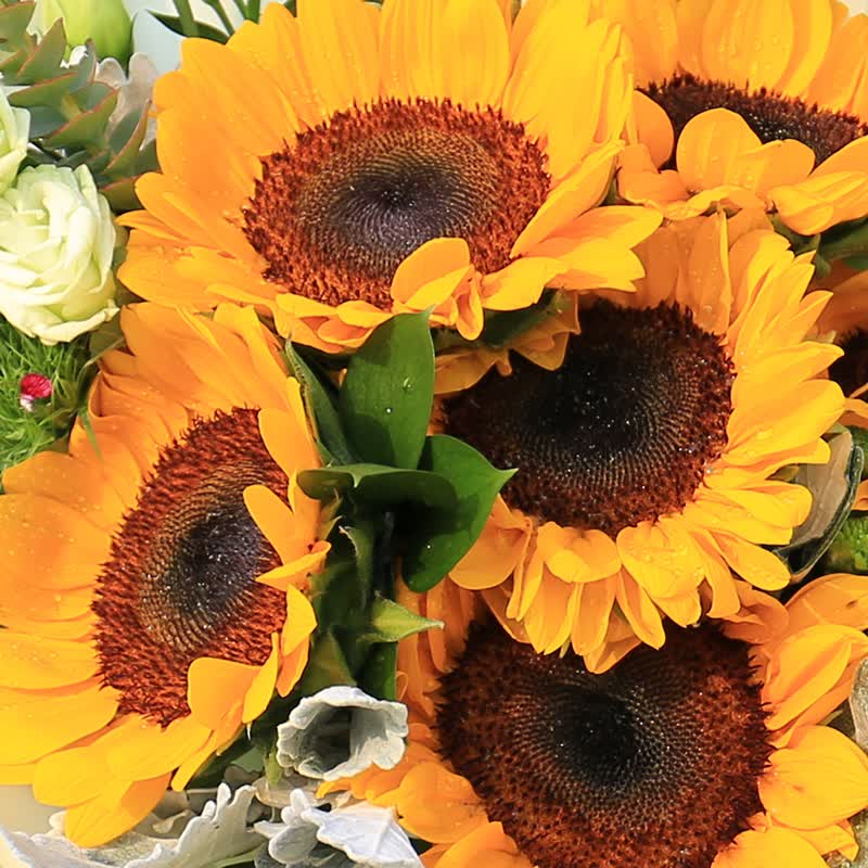 向日葵桔梗尤加利鲜花束南京鲜花速同城速递祝福友情探望长辈北京上海