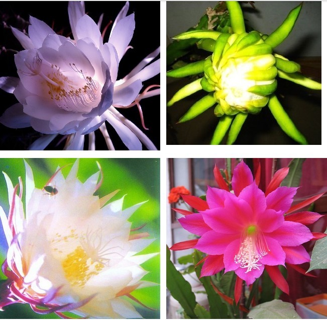 纳格兰盆栽花卉昙花苗昙花苗琼花苗俗称月下美人颜色齐全当年开花蓝色