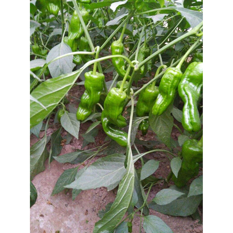 民汇园青椒种子 薄皮早丰f1辣椒种子 蔬菜种子 灯笼椒 薄皮椒 早熟