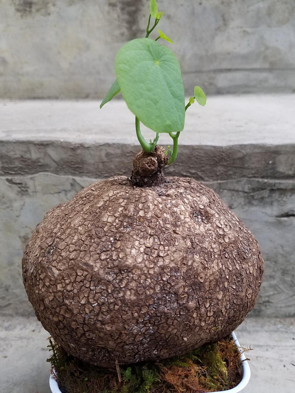 山乌龟金不换块根爬藤室内花卉盆景盆栽植物一物一拍血藤30厘米以上