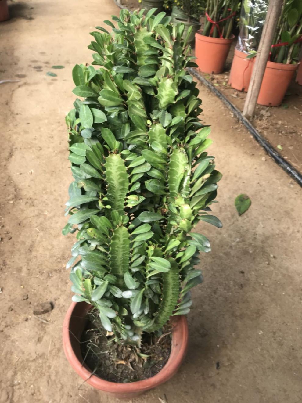 多肉巴西龙骨花量天尺仙人柱龙骨嫁接彩麒麟 龙骨嫁接彩麒麟35-45厘米