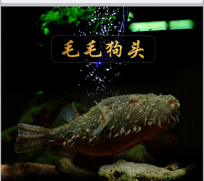 狗头鱼淡水河豚鱼斑马狗头观赏鱼水族活体宠物鱼生气鱼 翡翠娃娃1条(1