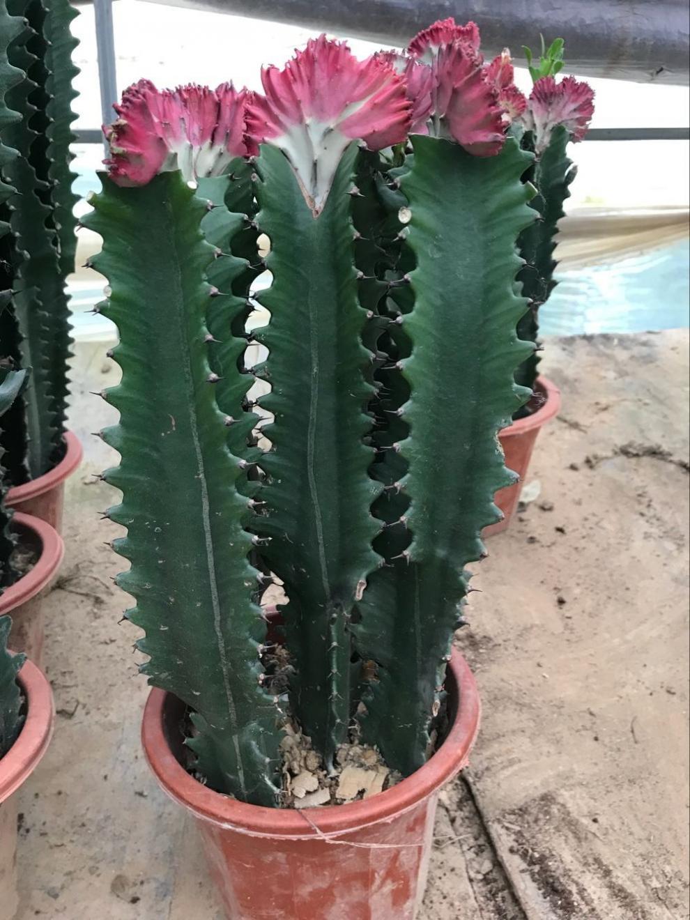 多肉巴西龙骨花量天尺仙人柱龙骨嫁接彩麒麟 龙骨嫁接彩麒麟35-45厘米