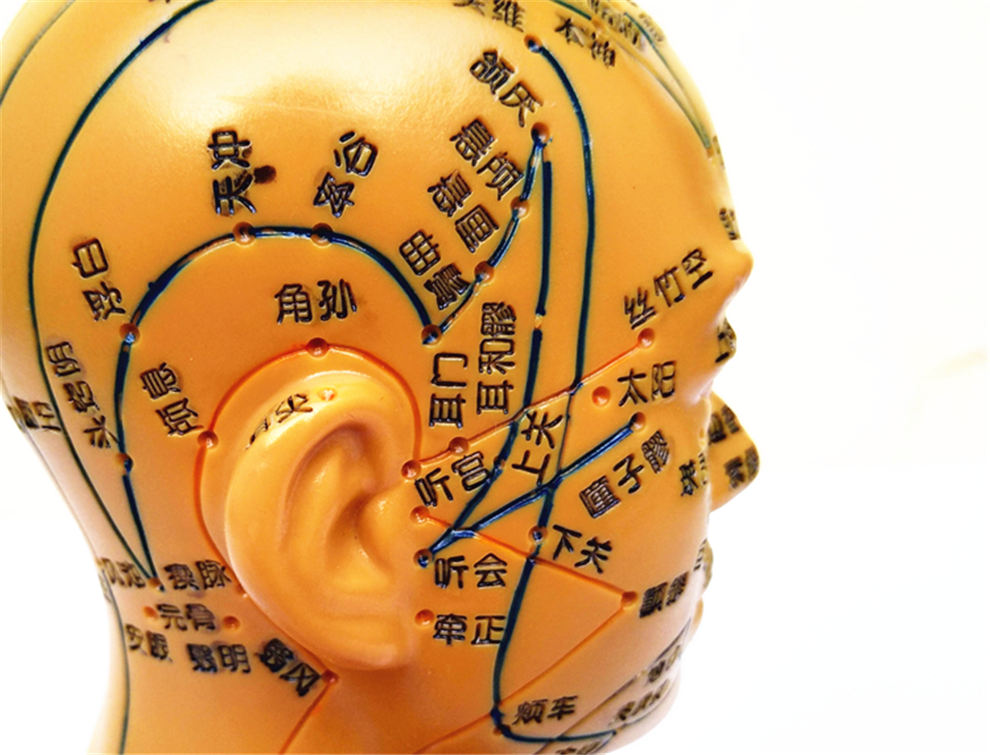 超清晰刻字版人体面部脑袋立体模具 教学中医按摩高清脸部穴位针灸