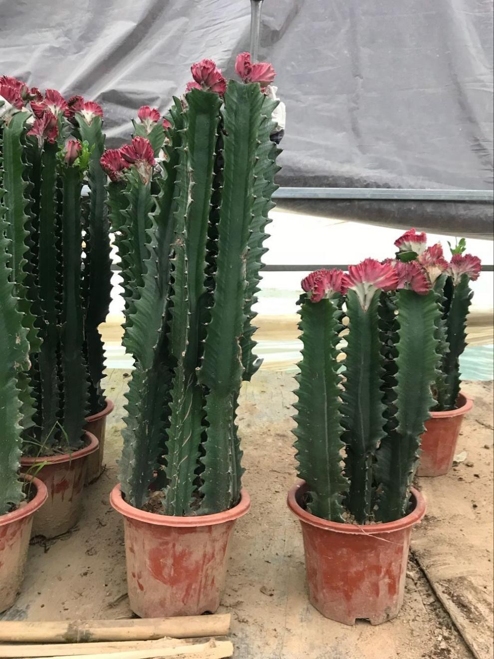 多肉巴西龙骨花量天尺仙人柱龙骨嫁接彩麒麟 龙骨嫁接彩麒麟35-45厘米