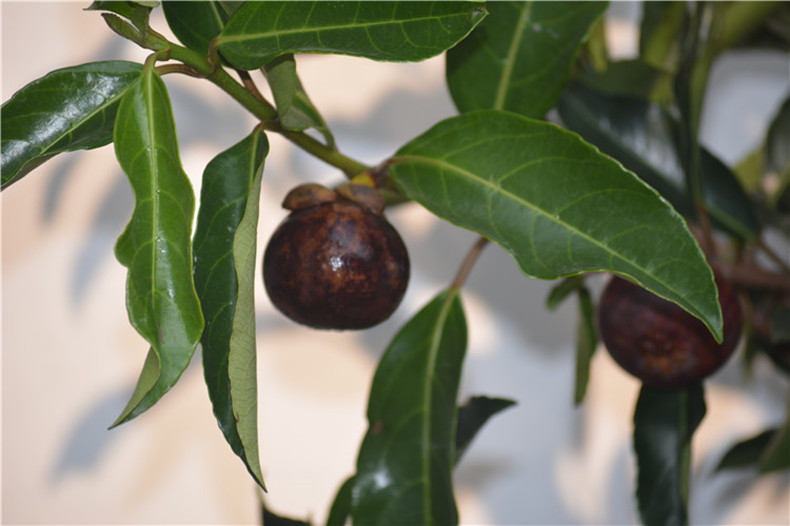 春草碧 山竹苗 山竹树苗果树苗当年结果盆栽树苗南方水果树苗全国适宜