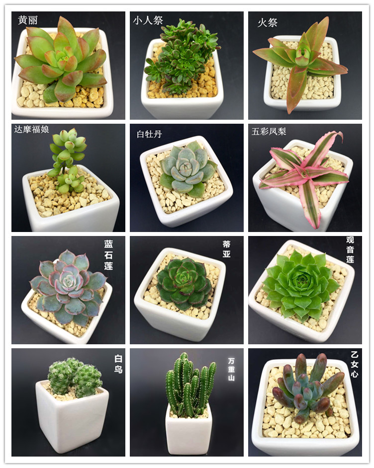 沁心园 多肉植物多肉盆栽 迷你多肉盆栽精品多肉植物肉肉 微景观盆栽