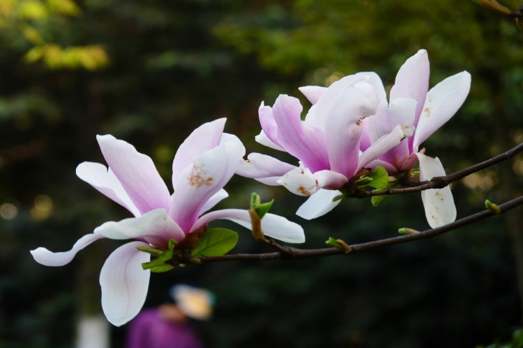 广玉兰树苗白玉兰大苗紫玉兰黄玉兰玉兰花小苗庭院绿化苗木 粉玉兰 1