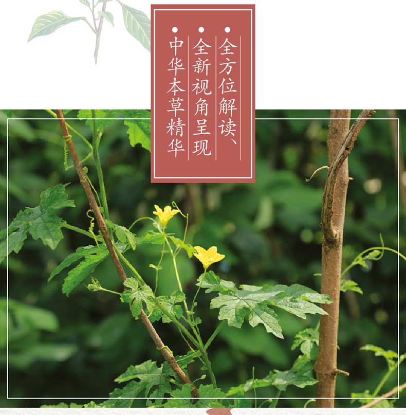 本草纲目李时珍彩图版本草纲目彩色图鉴中草药大全书中药学古方养生