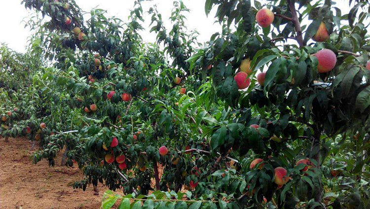 【满169减30 果园直播中】什谷丰正宗北京平谷大桃水蜜桃礼盒装 鲜桃