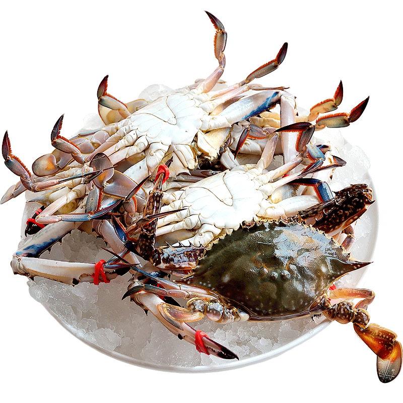 刘清大连海鲜海捕活螃蟹2斤45只鲜活水产东沟野生飞蟹新鲜梭子蟹公的