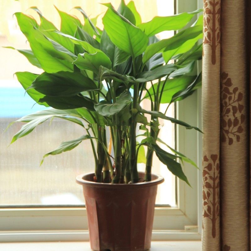 花川流 万年青盆栽花卉植物 绿巨人盆栽室内客厅大型盆景植物 30-40cm