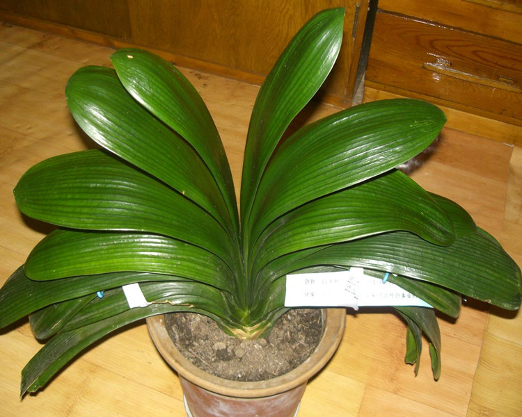 盆栽花卉君子兰盆栽君子兰苗花叶圆头雀兰君子兰花苗君子兰1214片品种