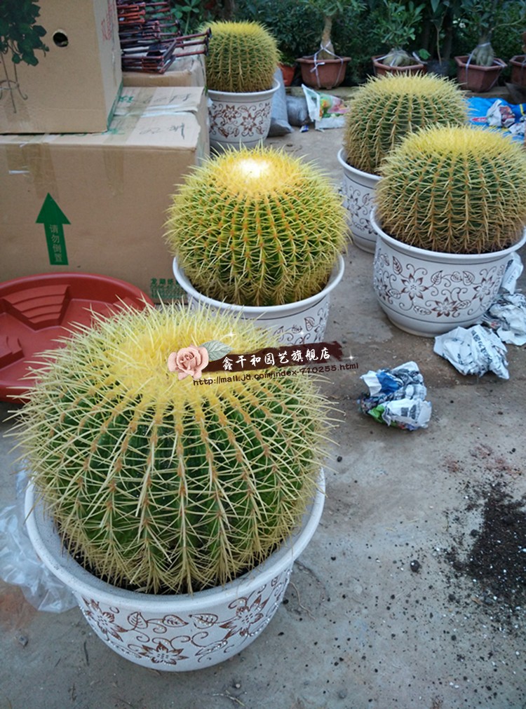 超大美国金虎仙人球狂刺美虎办公室内盆栽花卉多肉植物客厅玉翁56厘米